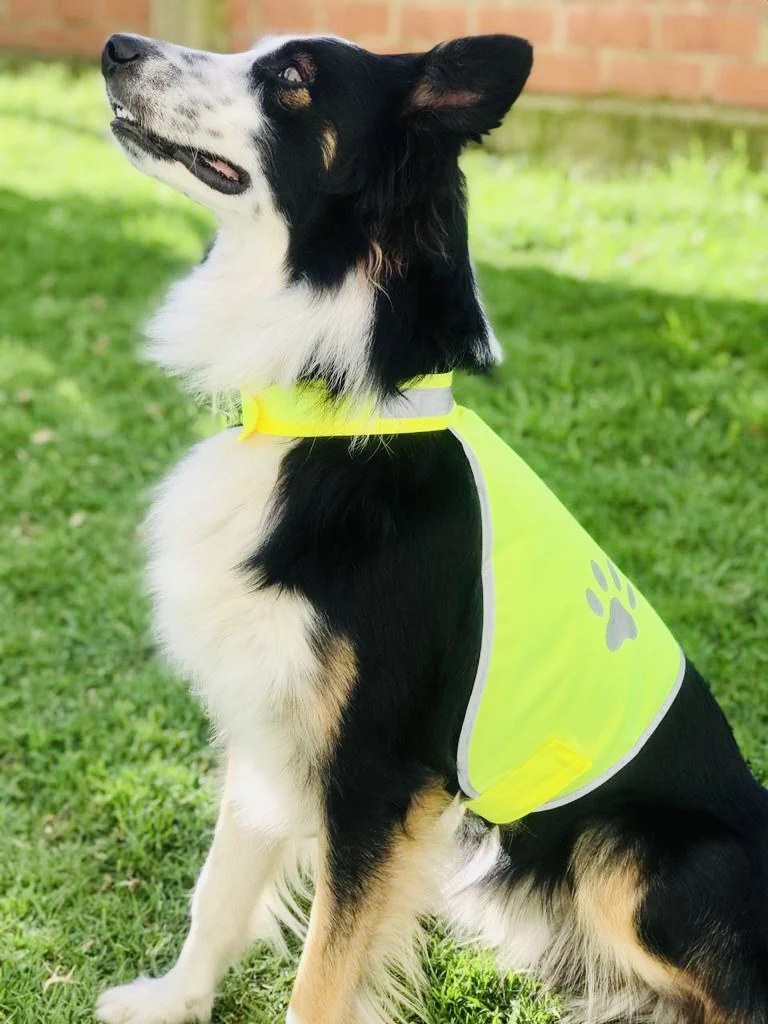 Korntex Stretchy Hi-Vis Safety Vest For Dogs Buenos Aires